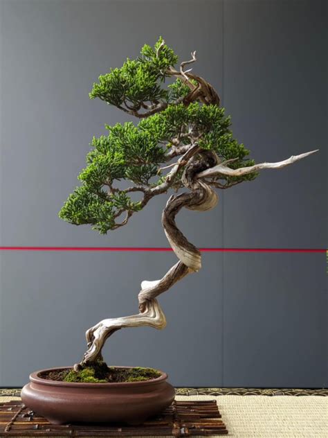 真柏文人樹型|丹尼BONSAI DANY 